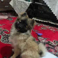 سک پامر