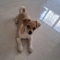 واگذاری هاپوی خانگی|سگ|آباده, |دیوار