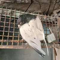 کفتر بهبهانی کله|پرنده|شیراز, حومه شیراز|دیوار