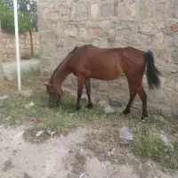 مادیون عرب مدرک دار با کره نریون  بازدید خوزستان