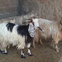 ۳راس سالار بز و کولار بز آبستن سانن و دورگ ترکی|حیوانات مزرعه|شیراز, ارم|دیوار