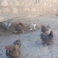 تعدادی مرغ کوشین دم خرگوشی|حیوانات مزرعه|سرپل ذهاب, |دیوار