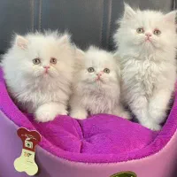 بچه گربه های زیبا و دلربا