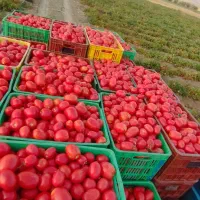 فروش گوچه تخم مرغی و آبگیر گوچه