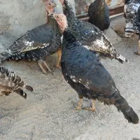 بوقلمون نر و ماده جوجه امسال|حیوانات مزرعه|بوئین زهرا, |دیوار