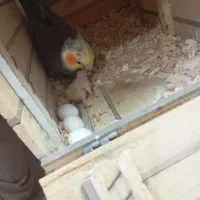 عروس هلندی بالغ