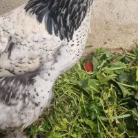 مرغ تخمگذار برهما