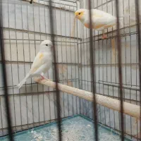 قناری جفت،  سهره ،سهره خاکی|پرنده|شاهین‌شهر, عطار|دیوار