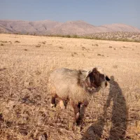 قوچ بختیاری میش بز کهر بره نر ماده ترکی|حیوانات مزرعه|شیراز, احمدی جنوبی|دیوار