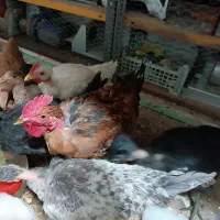 مرغ و خروس