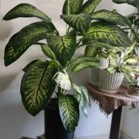 دیفن باخیا چهار ساله