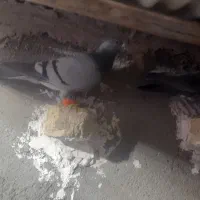 کفتر|پرنده|تربت‌حیدریه, پائین ولایت|دیوار