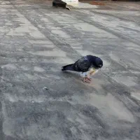 جوجه کبوتر گمشده