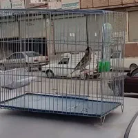 سهره درجه ۱|پرنده|سنندج, |دیوار