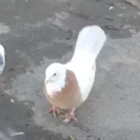 کبوتر ماده|پرنده|جوانرود, |دیوار