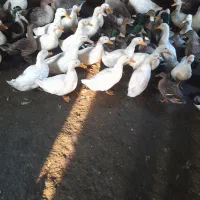 اردکو غاز محلی