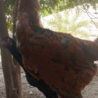 خروس لاری|حیوانات مزرعه|شبانکاره, |دیوار