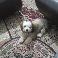 فروش|سگ|لاهیجان, طالقانی|دیوار