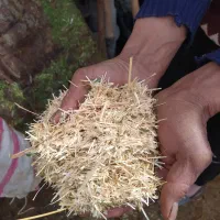 کاه سفیددرجه1