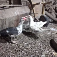 یکی نر و سه تا ماده