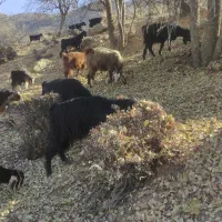 بز آبستن داشتی جوان|حیوانات مزرعه|درودزن, |دیوار