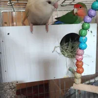 طوطی کوتوله برزیلی جفت رو تخم|پرنده|نجف‌آباد, یزدانشهر|دیوار