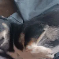 سگ پاکوتاه نرچهار چشم|سگ|کرمان, |دیوار