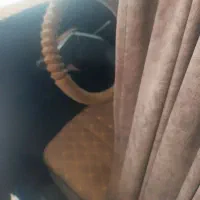 خودرو|خودرو سواری و وانت|گلپایگان, |دیوار