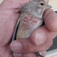 سهره نر سینه سرخ