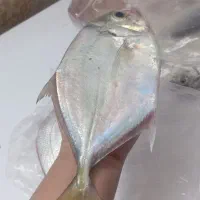 بزرگ تراز کف دست هستن