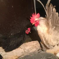 جاپنیز|حیوانات مزرعه|ارومیه, |دیوار