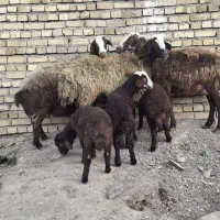 سه راس میش بره  درج یک مال های عشقی