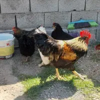 مرغ خروس