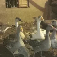 فروش تعدادی غاز