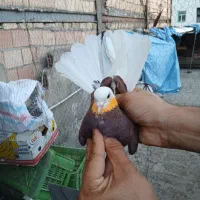 کبوتر