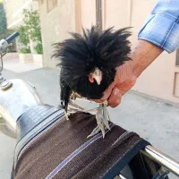 خروس جوان وسرحال سلطان