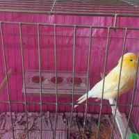 قناری و سهره