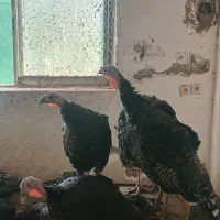 فروش بوقلمون نر و ماده برنز محلی|حیوانات مزرعه|قائمشهر, |دیوار