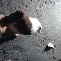 کبوتر شازده|پرنده|جزنیک, |دیوار