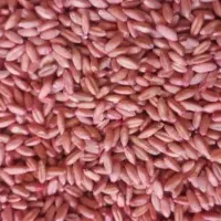 محصولات کشاورزی