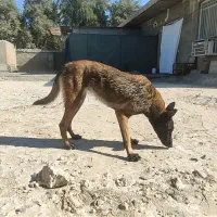 مالی نیوز ماده اصل|سگ|کهنوج, |دیوار