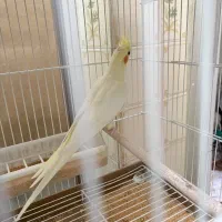 عروس هلندی ماده|پرنده|نی‌ریز, |دیوار