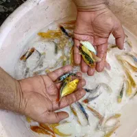 کوی زیبا مدادرنگی