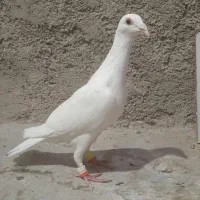 کبوترسفیدماده|پرنده|آشخانه, |دیوار