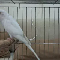 مرغ عشق الپینو