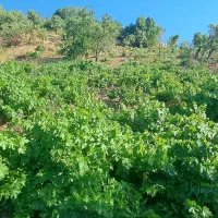 باغ ۲۰۰۰ متری گیجالی مجتمع سرچشمه معاوضه