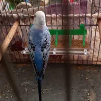 یک جفت مرغ عشق مولد