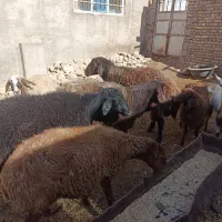 3رس قوچ افشار درج یک دونه ی 30تومن|حیوانات مزرعه|جغتای, |دیوار