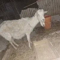 بز شکم دار و بزغاله|حیوانات مزرعه|رشت, ساغری سازان|دیوار