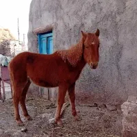 کره نریان اصیل